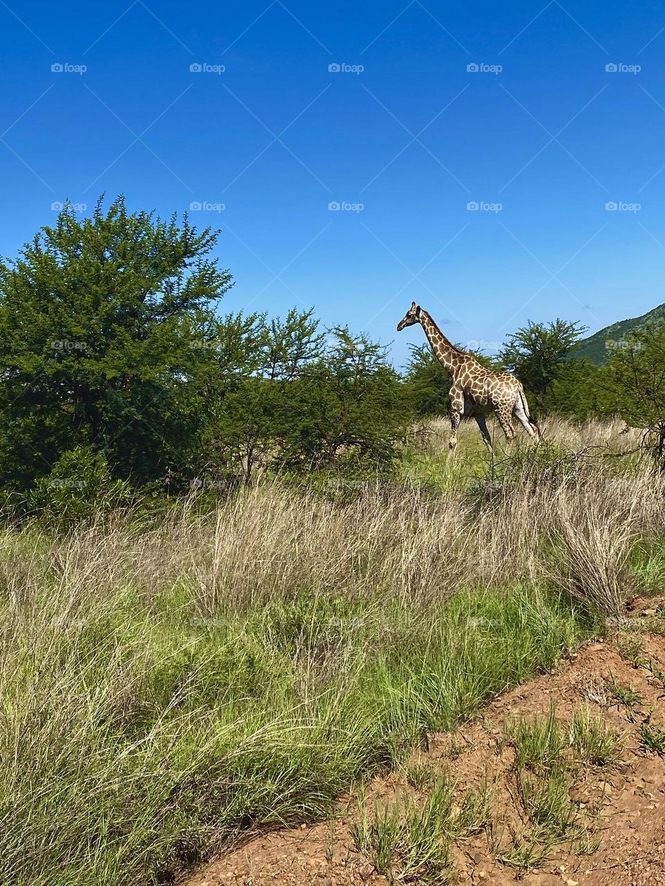Giraffe grazing