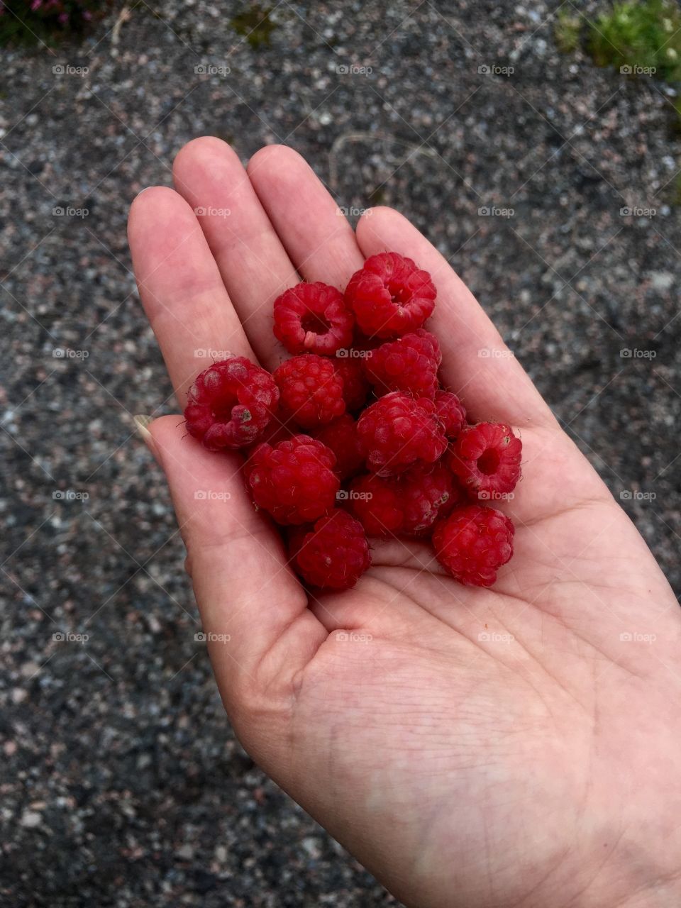 Raspberry, Glencoe Valley, Scotland