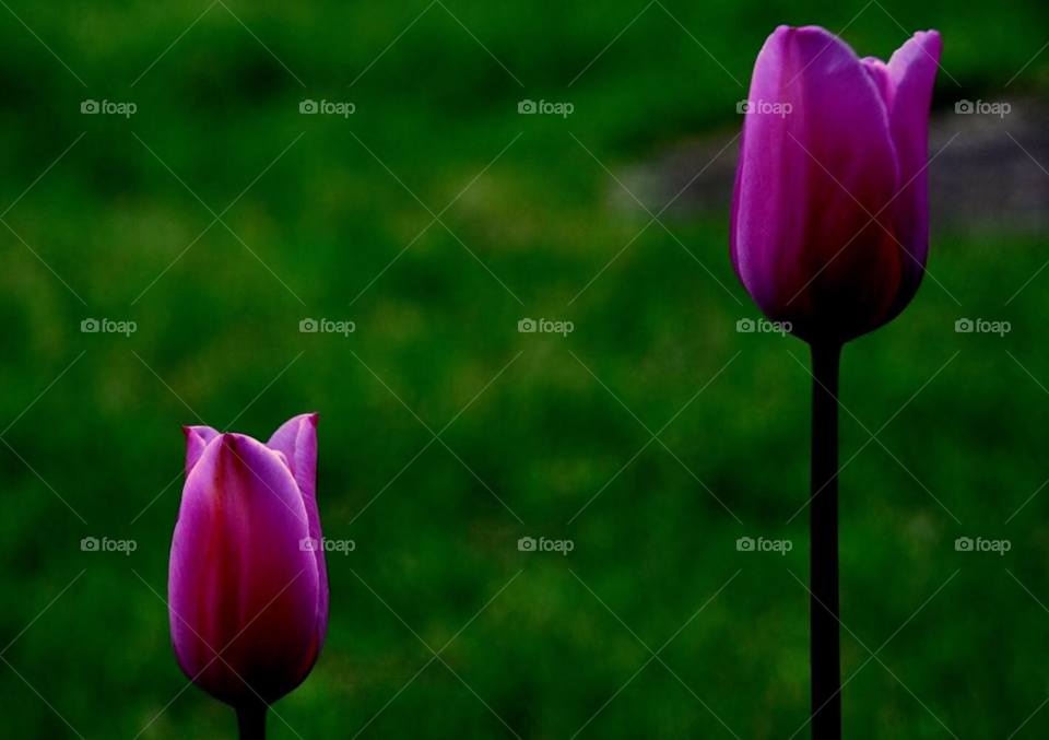 My art-tulips