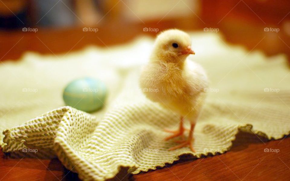 Baby chick