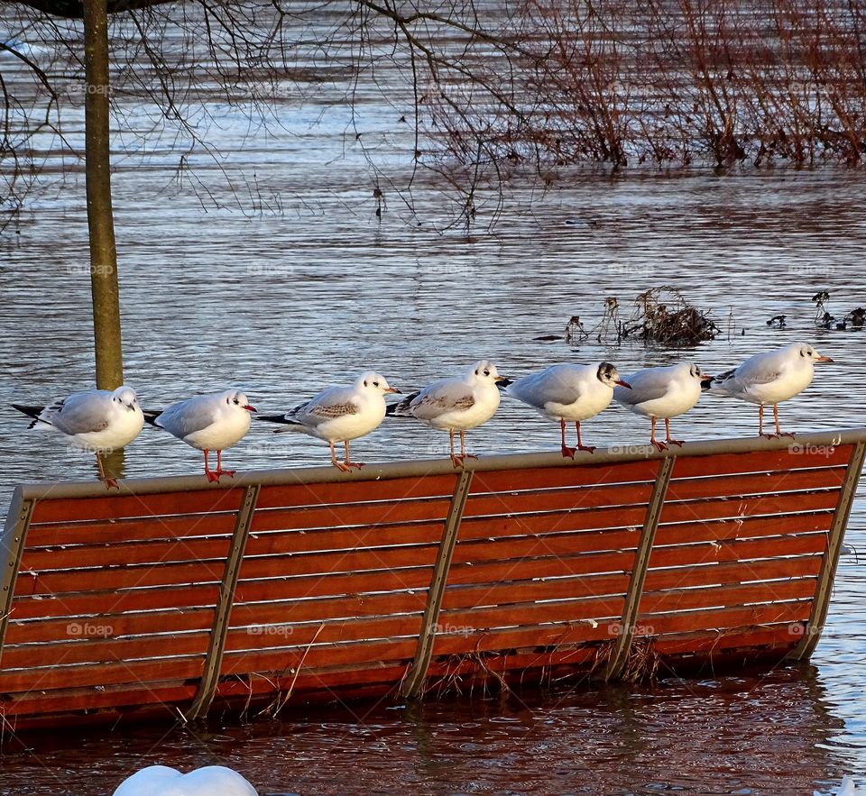 Möven auf einer Bank die durch Hochwasser versunken ist