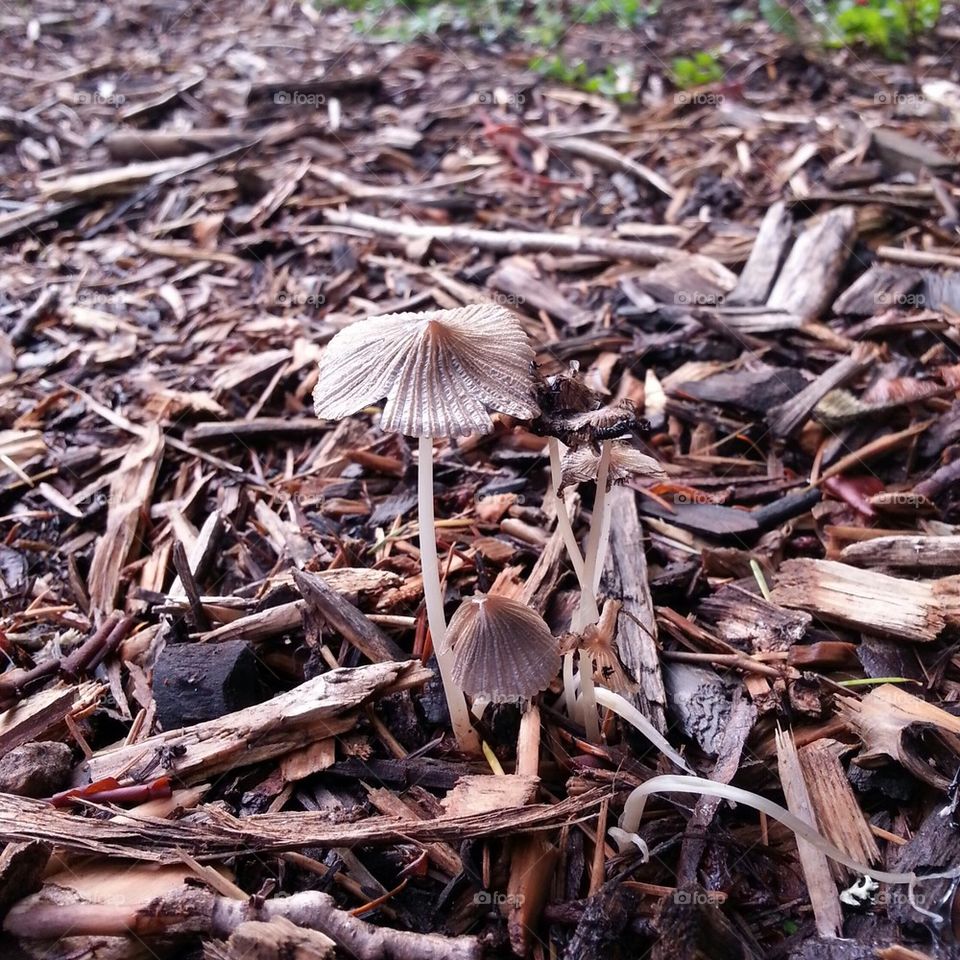 Dainty Brown Cap Mushroom
