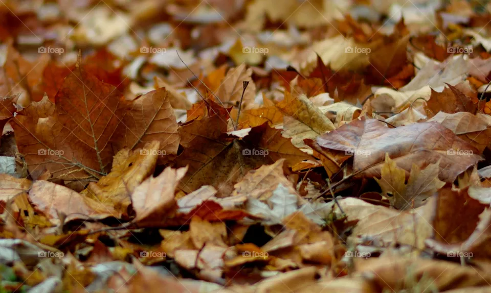 leaf