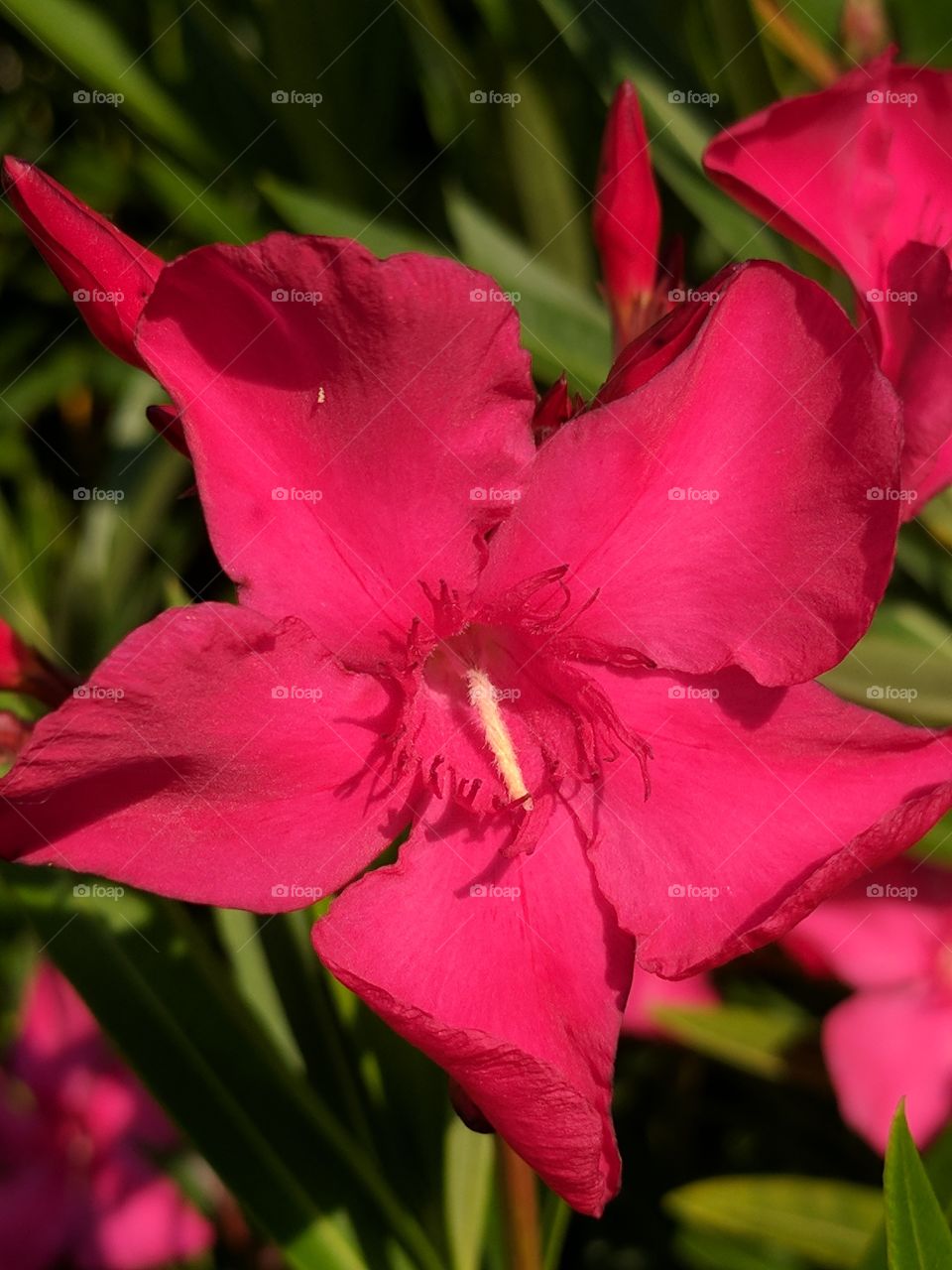 azalea close up