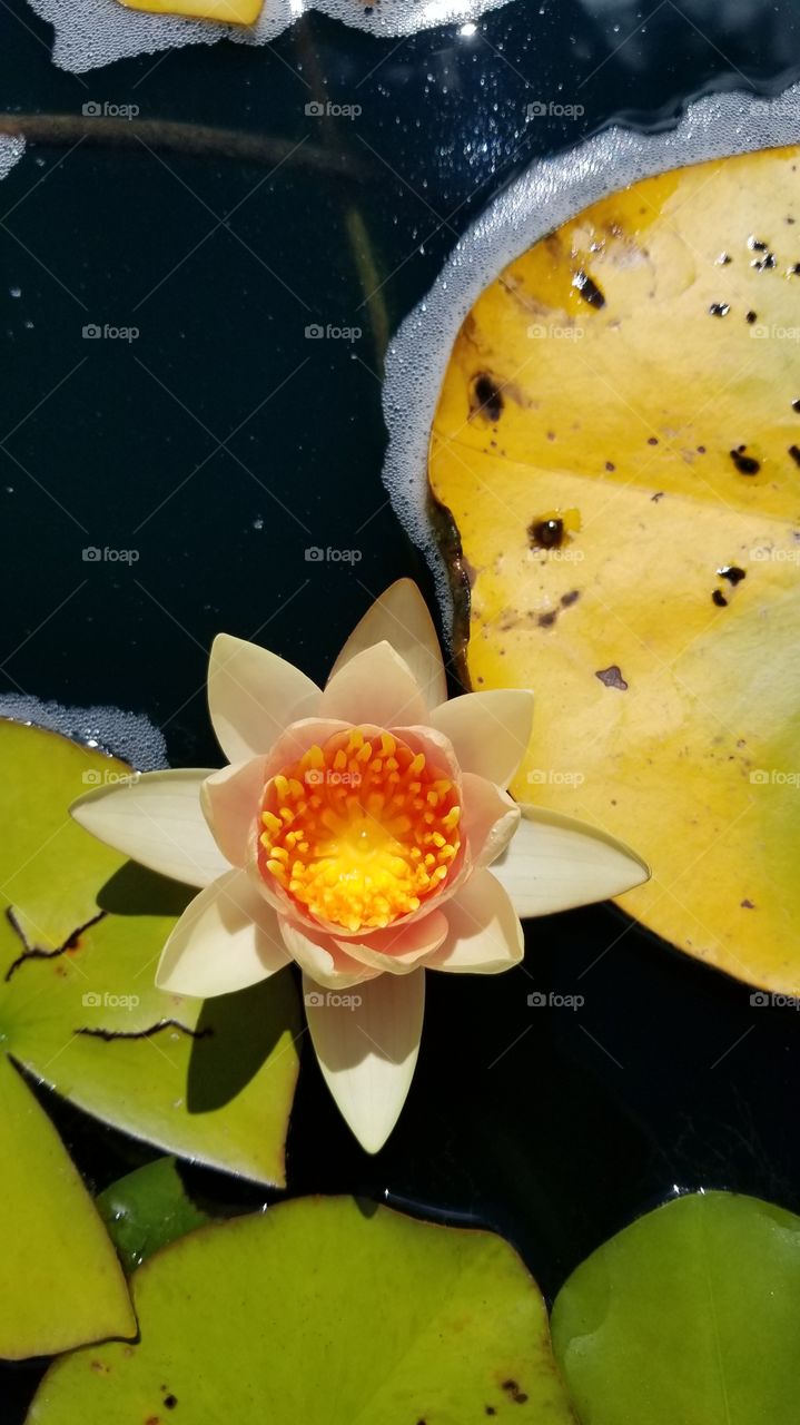 water lily pad  orange