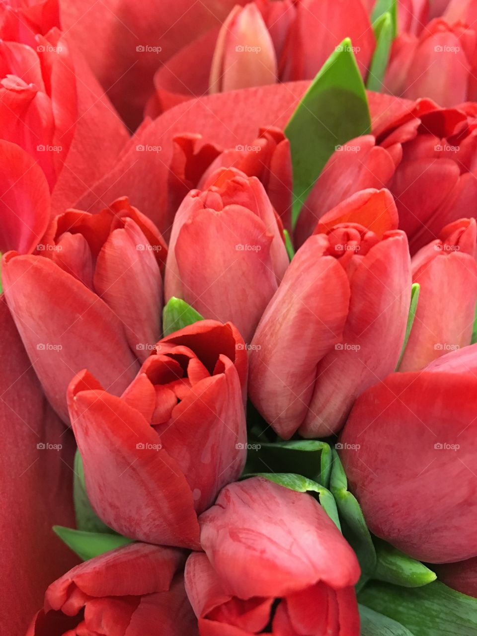 Red tulips