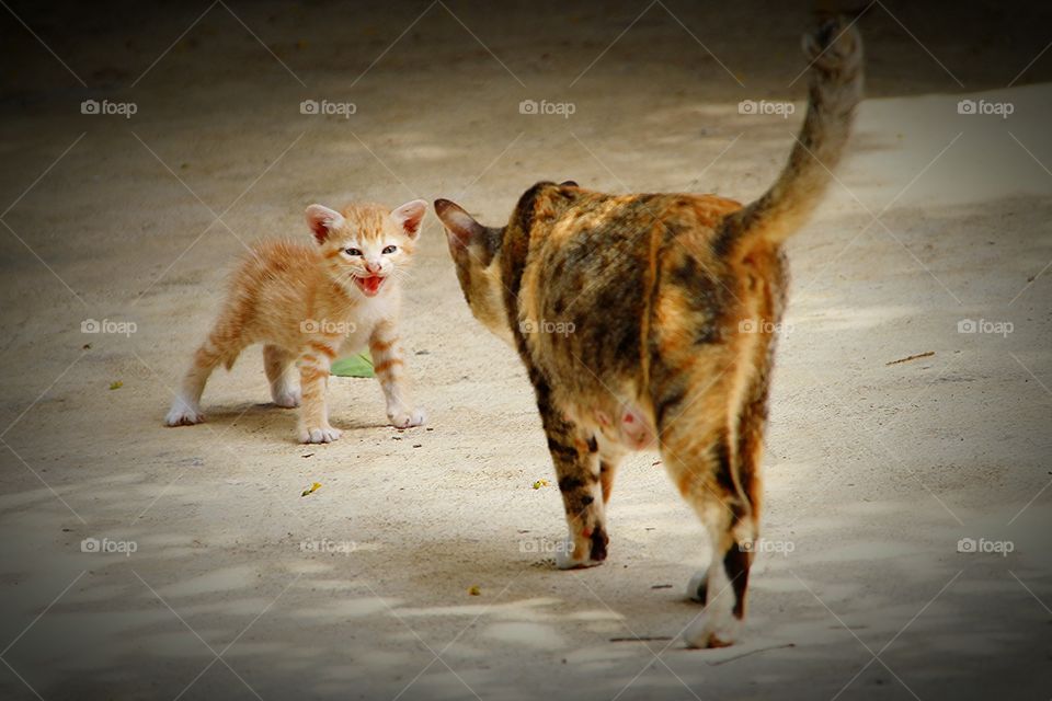 Little kitten with mother cat.