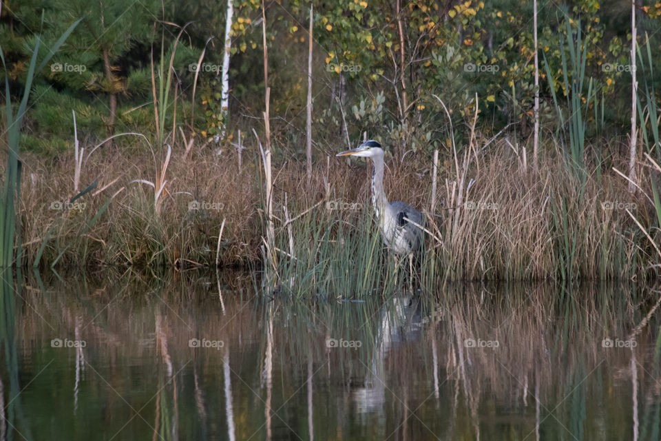 Autumn heron lake reed reflection, höst häger sjö vass reflektion 