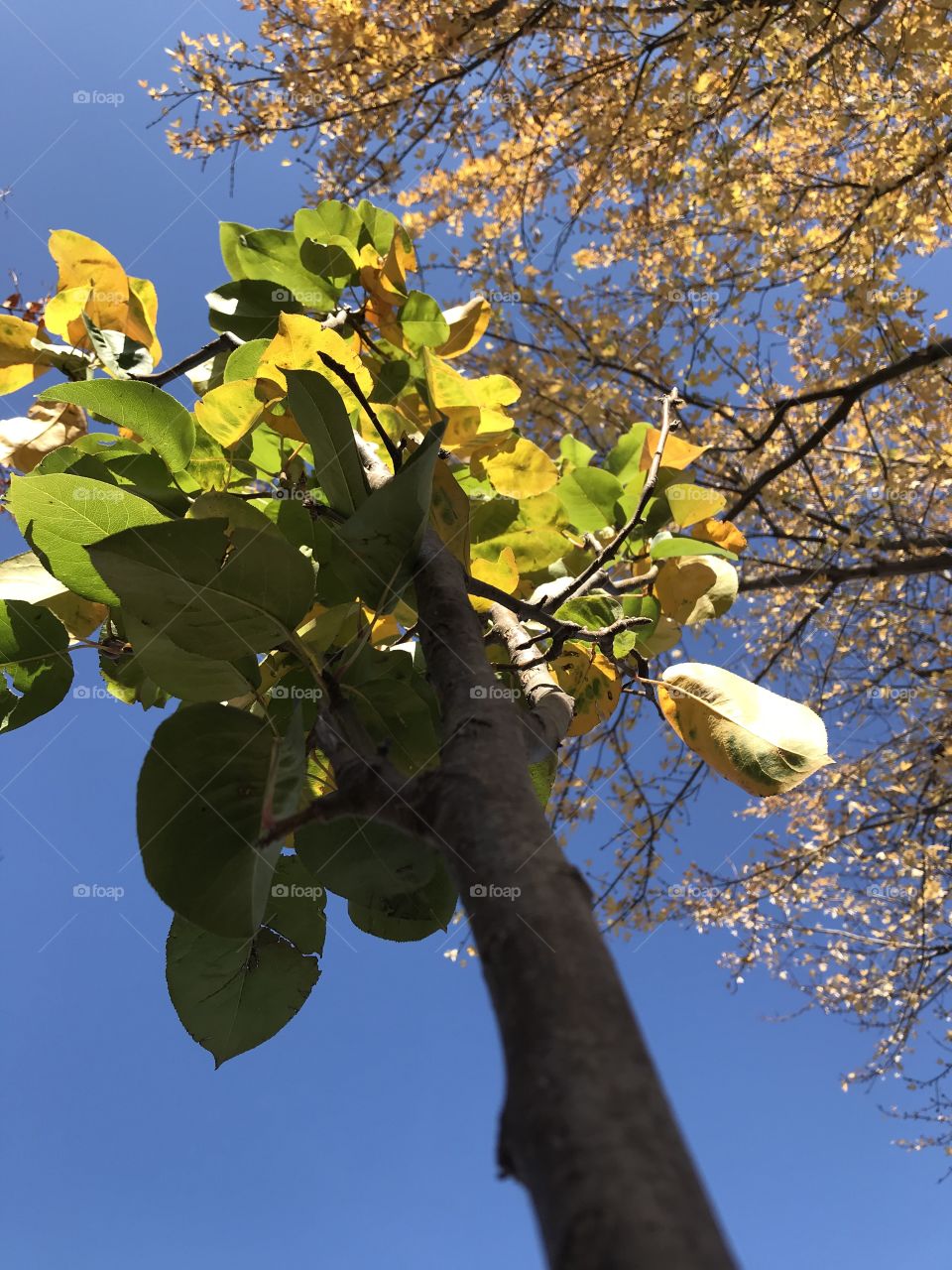 Young Japanese Pear Tree