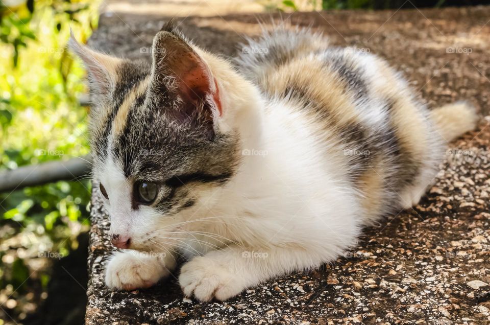 Close-up Of Kitten Outside