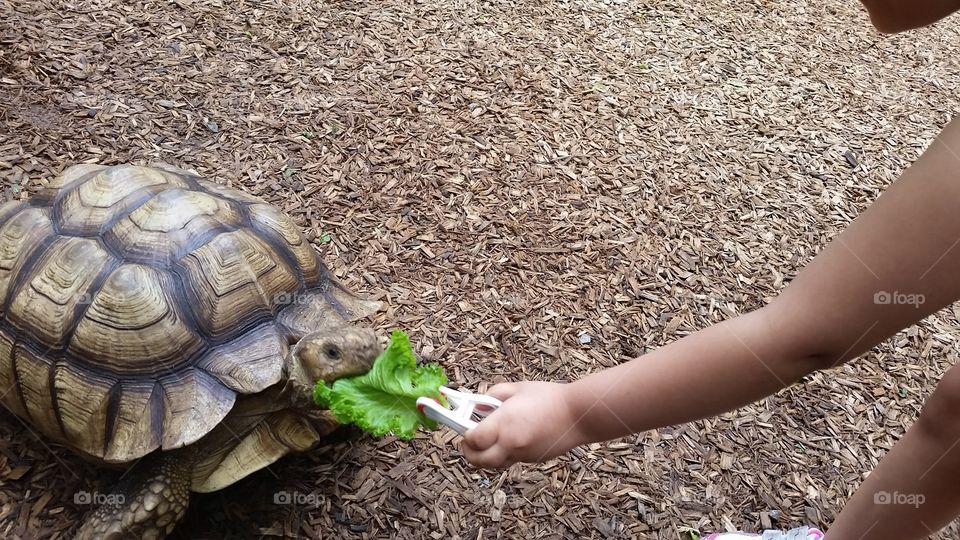 Nature, Turtle, Shell, Tortoise, Desktop