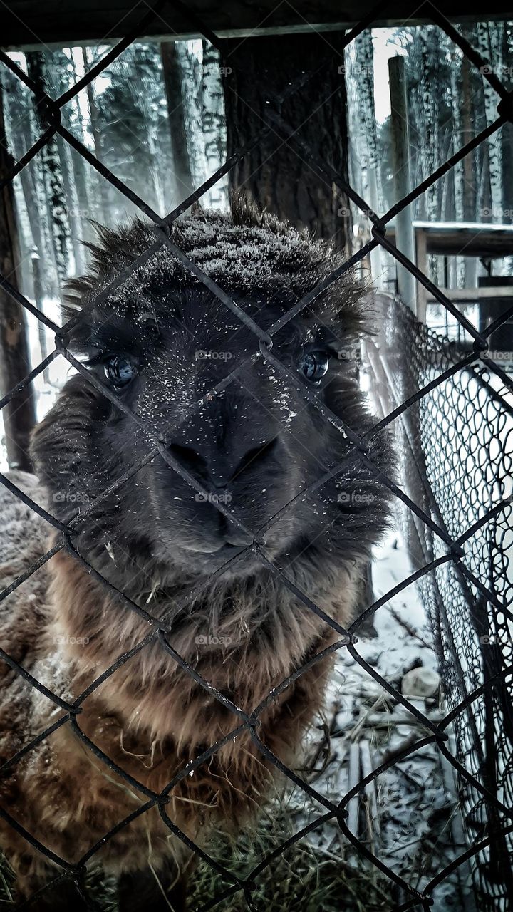 Alpaca yearns in a cage