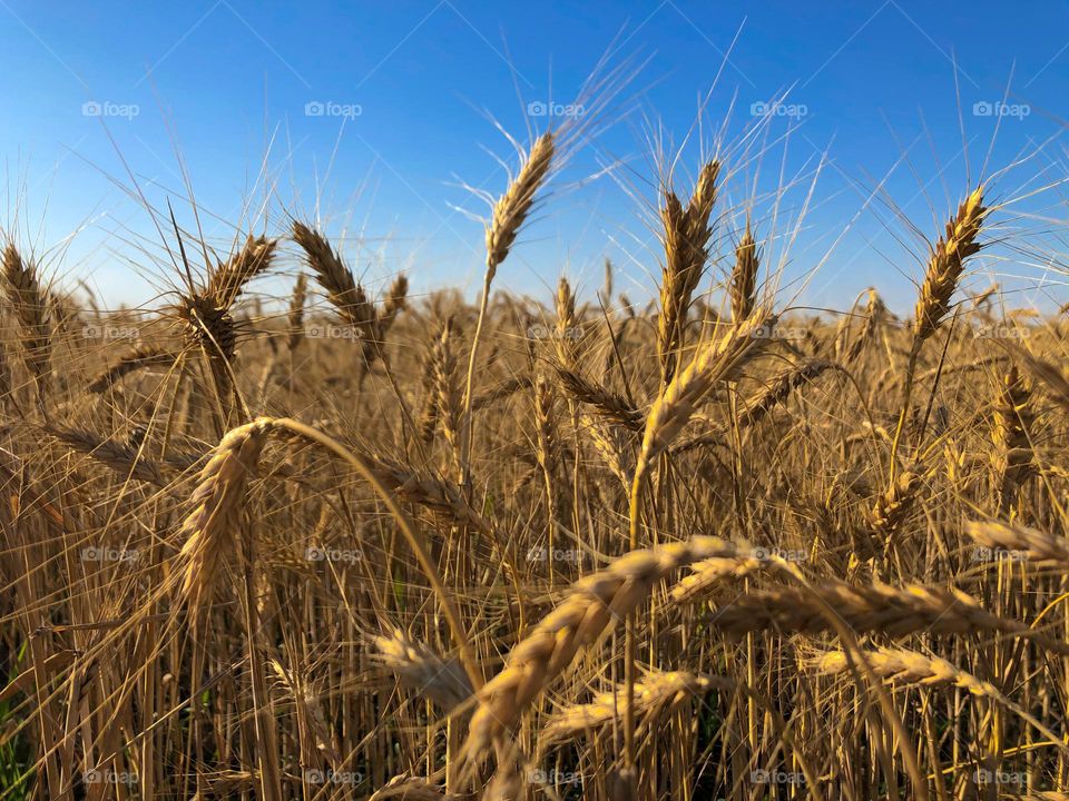 Wheat field