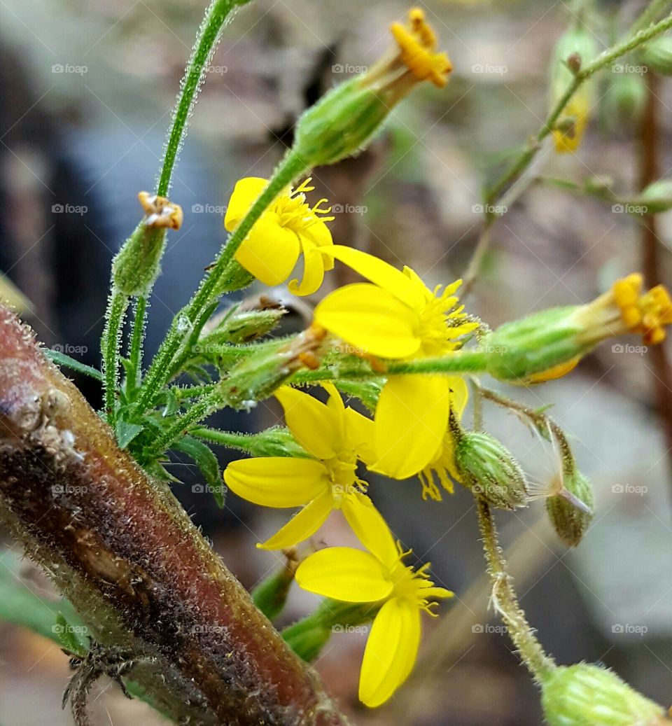 Nature, Flower, Flora, Leaf, No Person