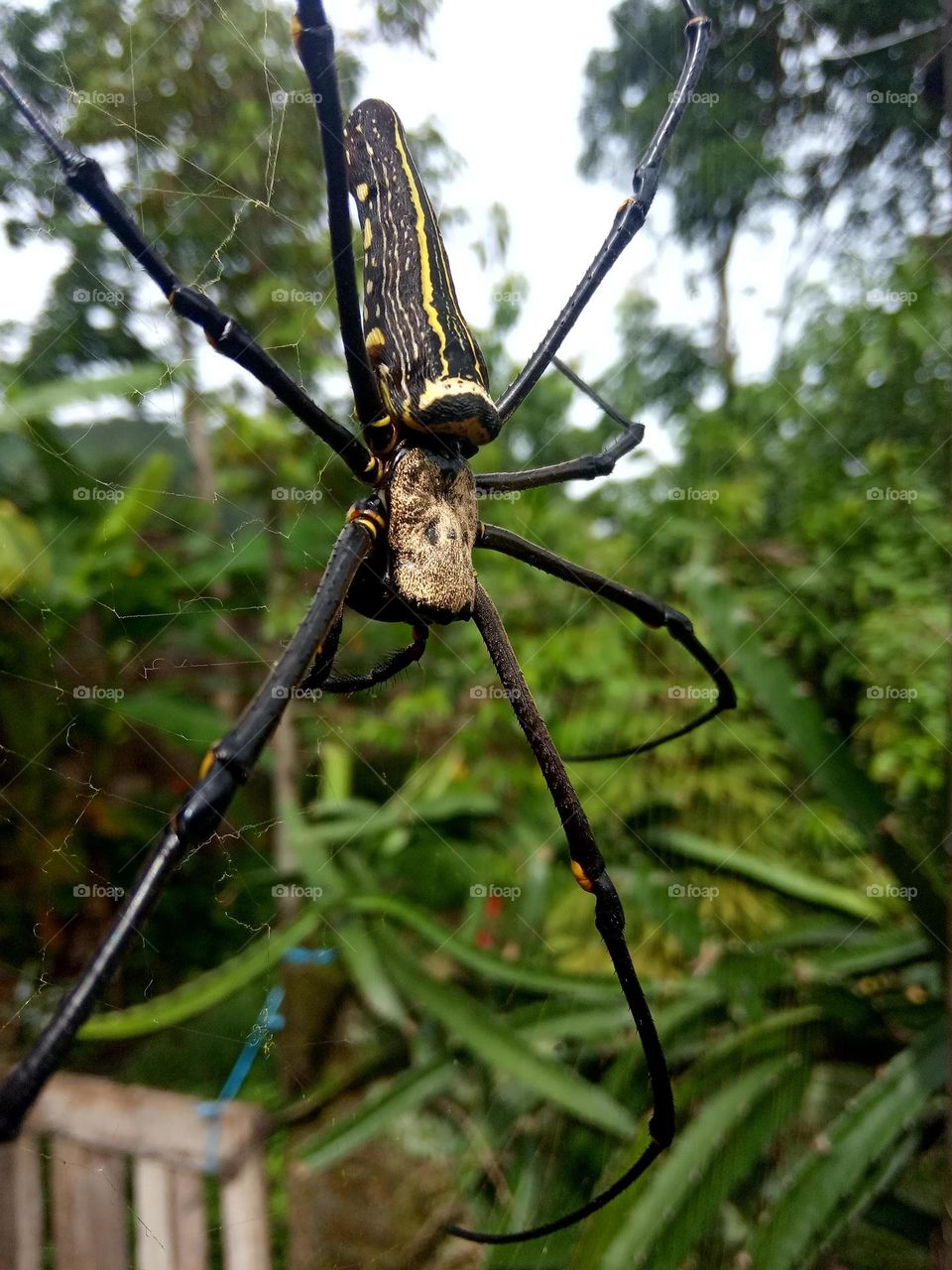 spider in the Garden