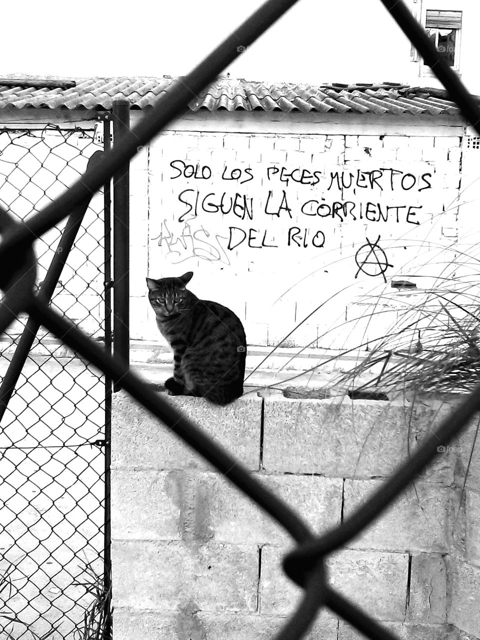 Cat and graffiti
