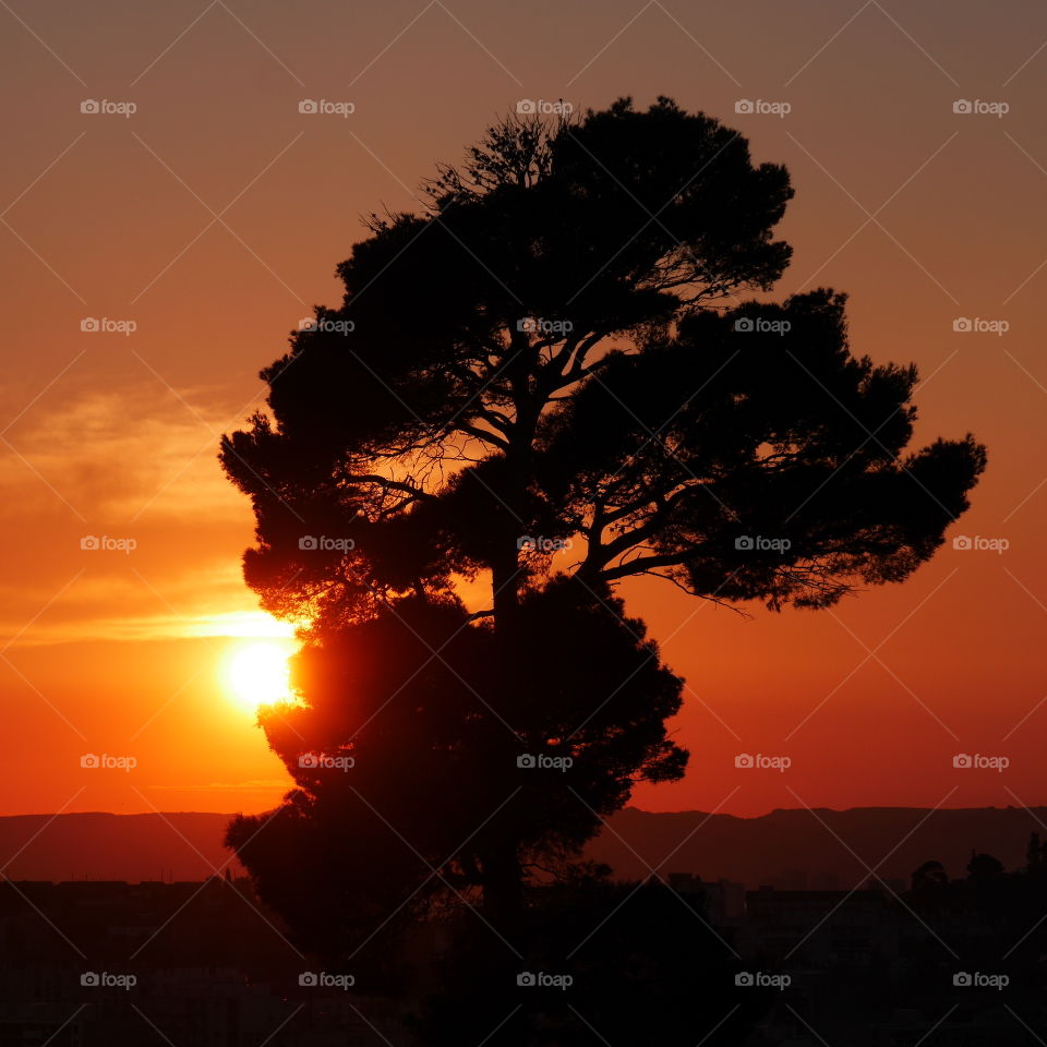 Sunset behind the Tree
