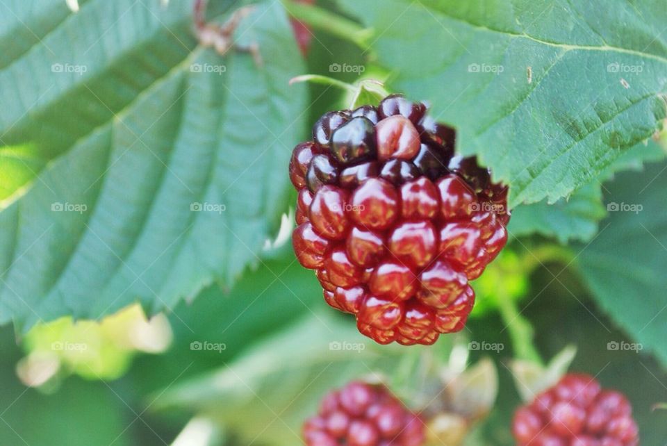 Raspberries