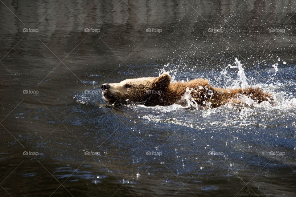 Bear enjoying swimming in the sun and makes splash - Björn som njuter av att simma i solsken 