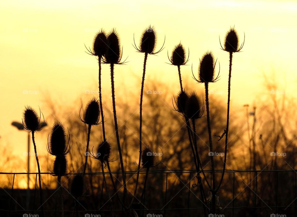 gorgeous sunset