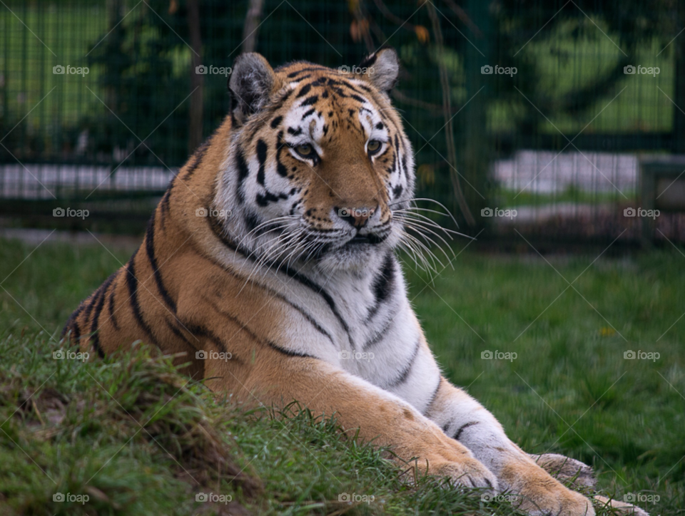 colourful cat tiger big by gaillewisbraznell