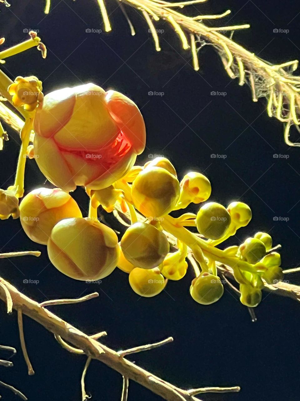 Cannonball flower before bloom at night