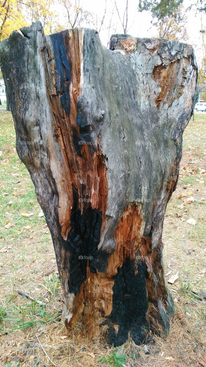 old tree stump