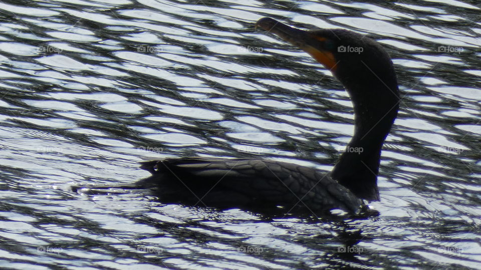 cormorant in the Middle River, Wilton Manors, Floridas