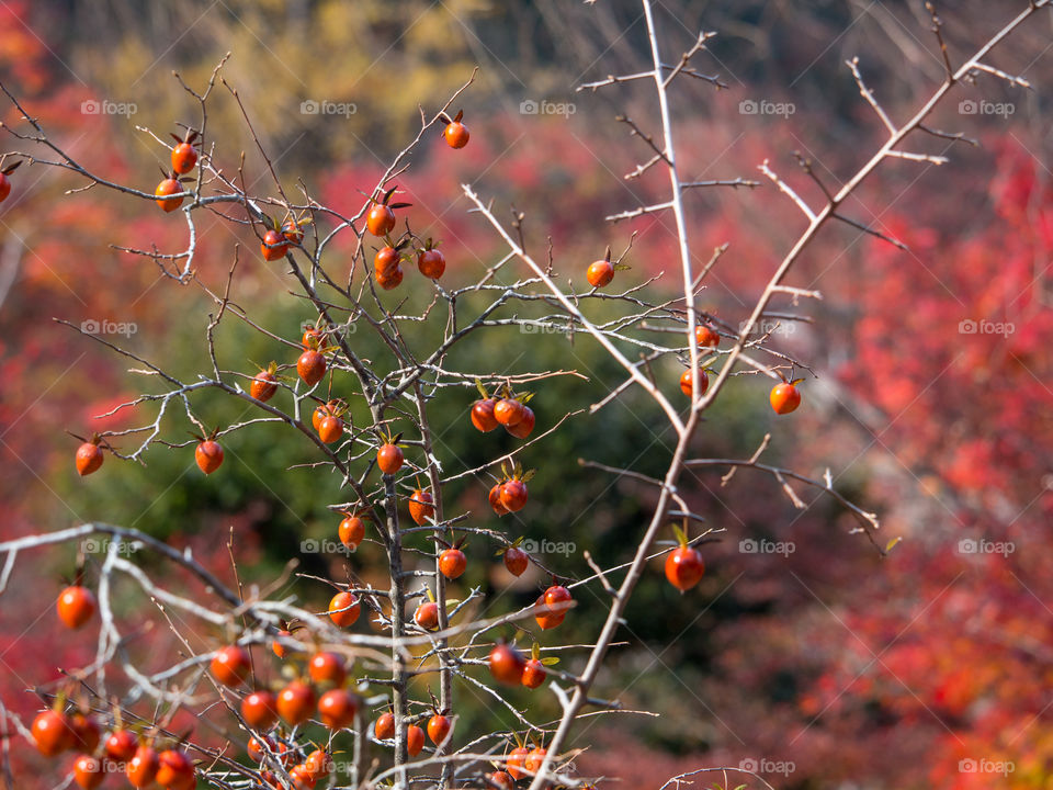 Autumn Leaves Japan