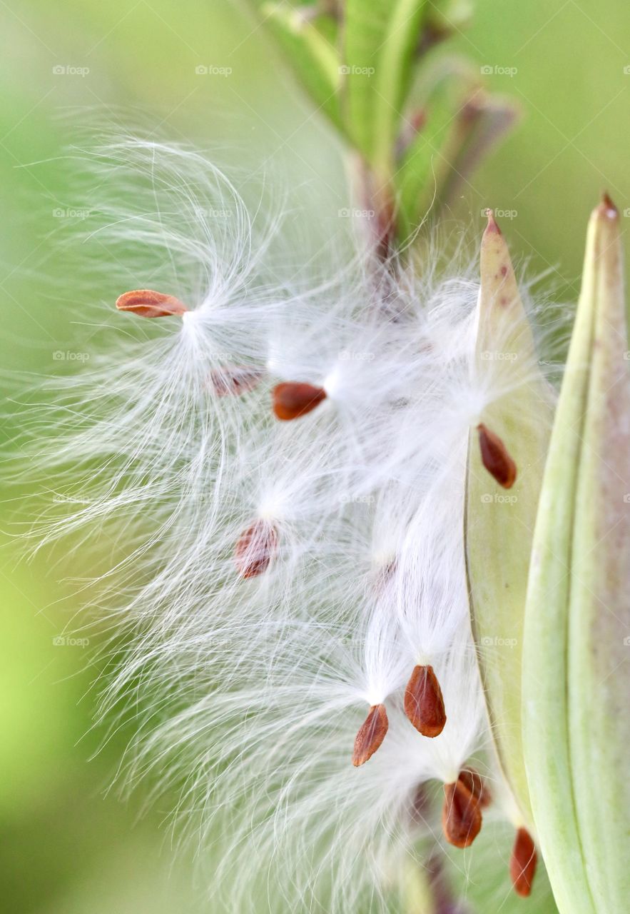 Milkweed seed pod with seeds ready to fly away in the wind