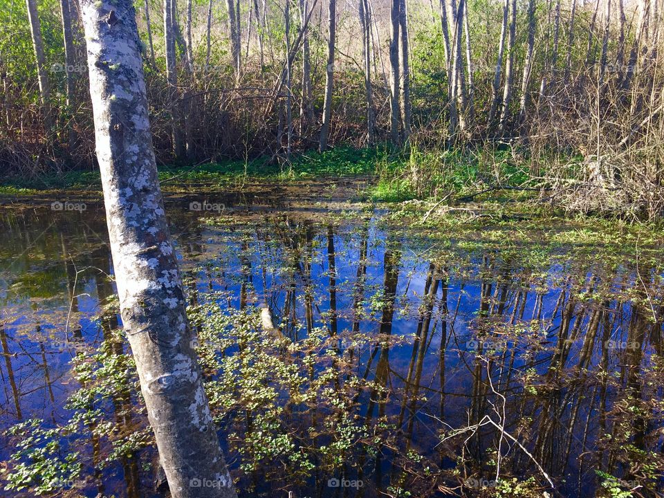 Fish Park Pond