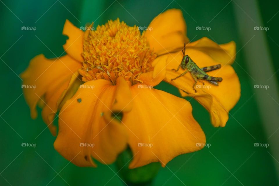 grasshopper on green yellow flower