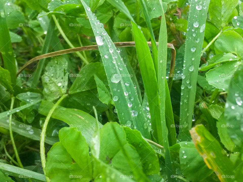 green color story: fresh green leaf after rain