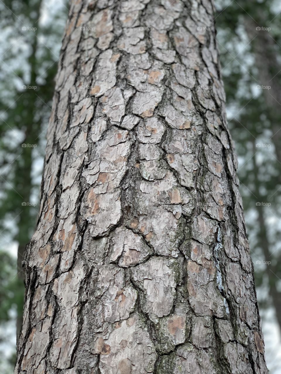 A closeup of tree bark with a blurry background.