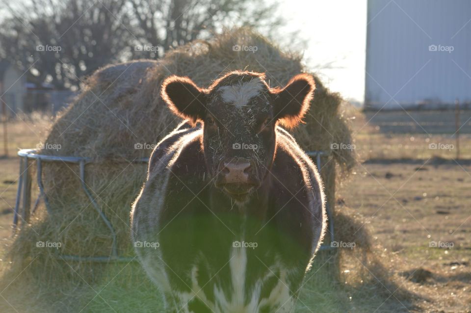 Cow in the sunset