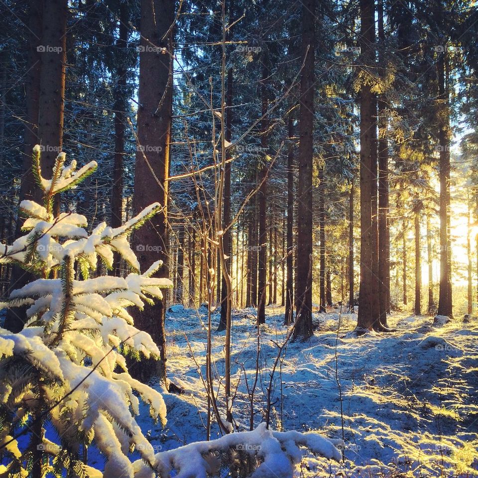 Scenic view of forest