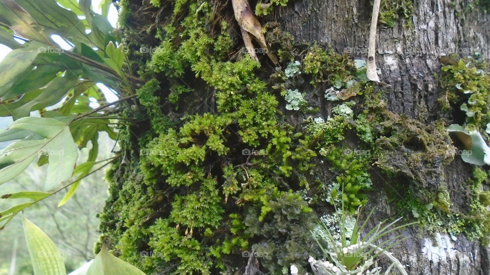 TRUNK TREE