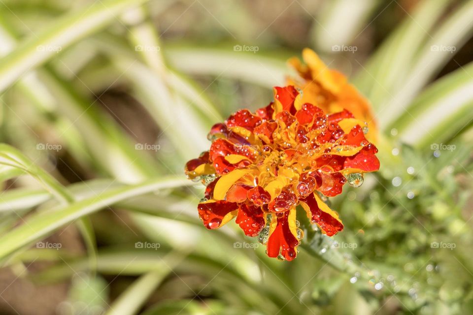 Beautiful red and yellow flower with water droplets 