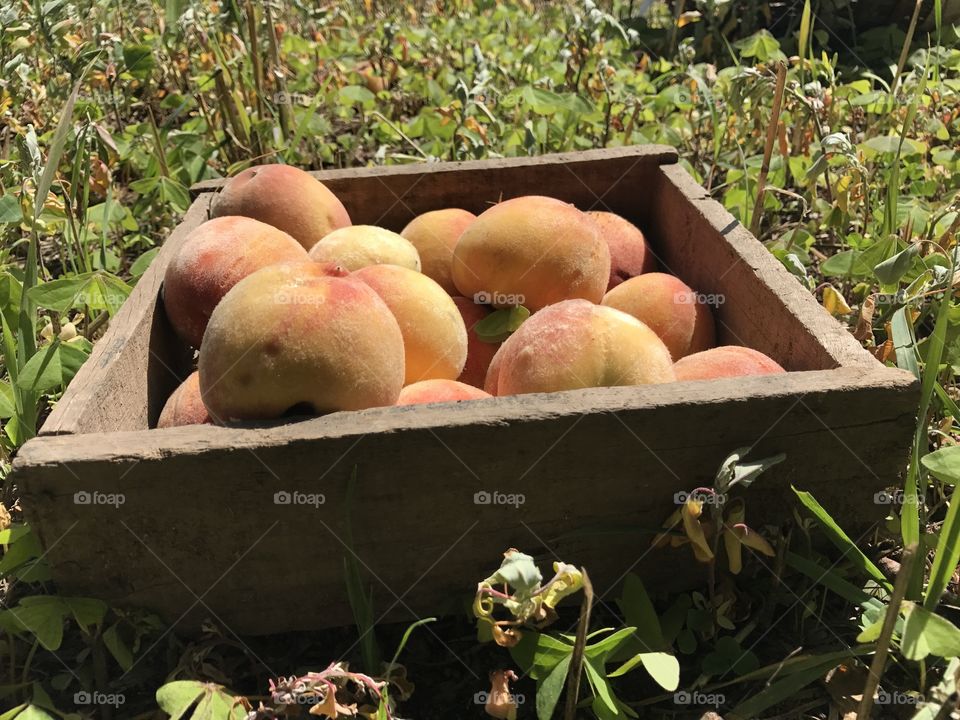 Peach Fruit