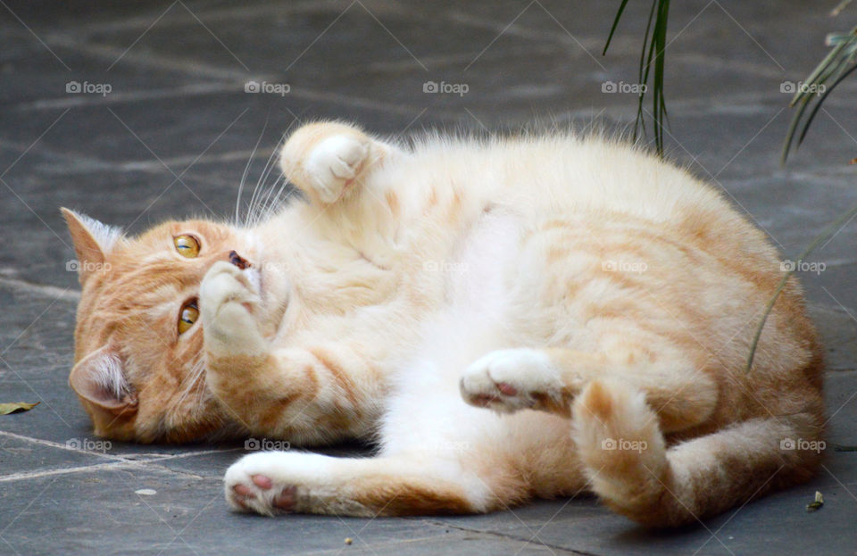 Cuteness playing and happy! My oldest cat is a golden lion