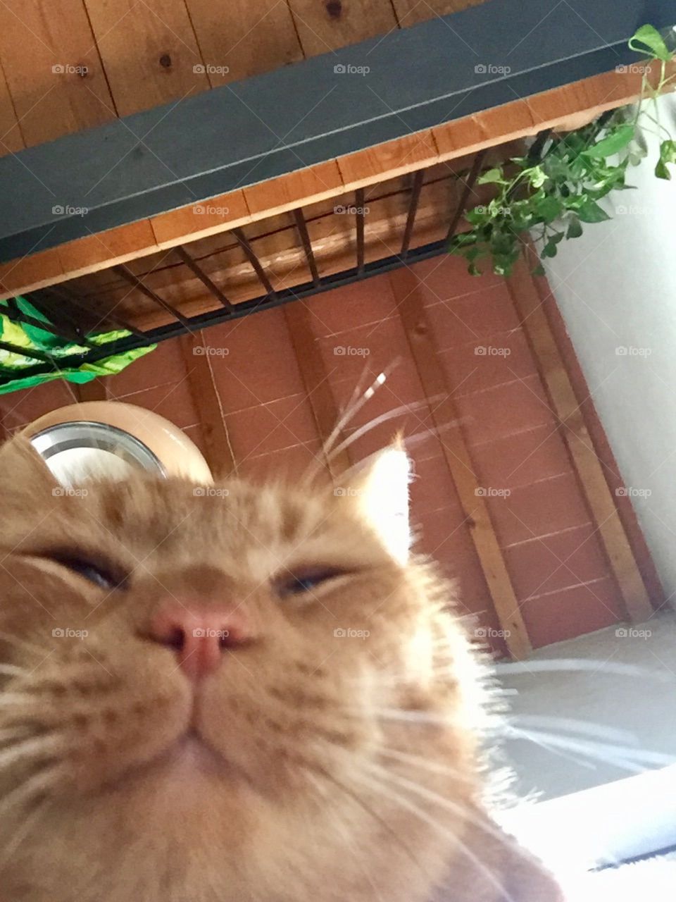 Cat selfie
