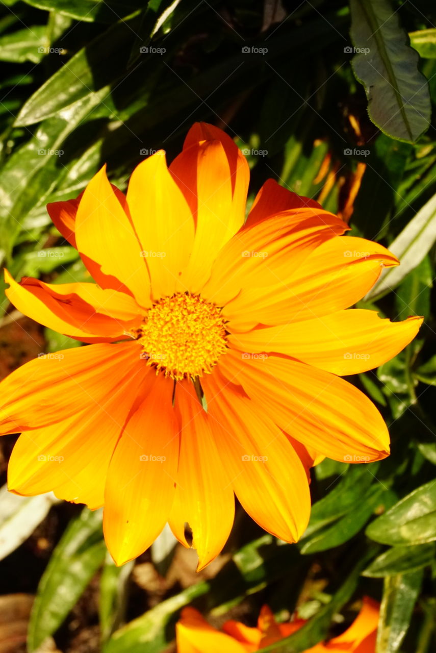 Gazania Rigen L. Gareth 
Treasure -Flower