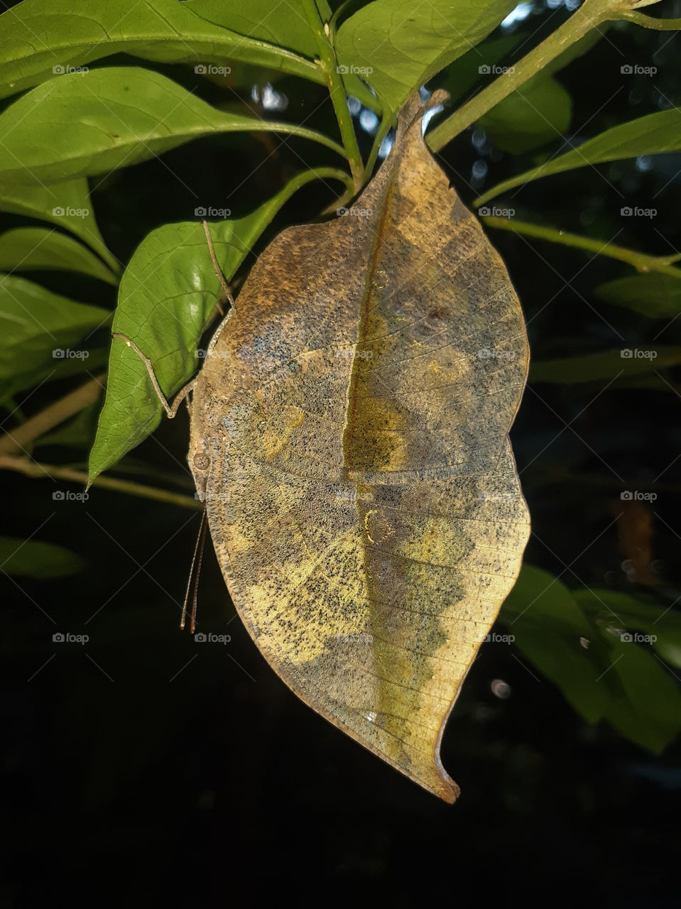 Stunning camouflage of Butterfly looks like a dead leaf.
kallima inachus ( dead leaf Butterfly or orange oak leaf Butterfly)