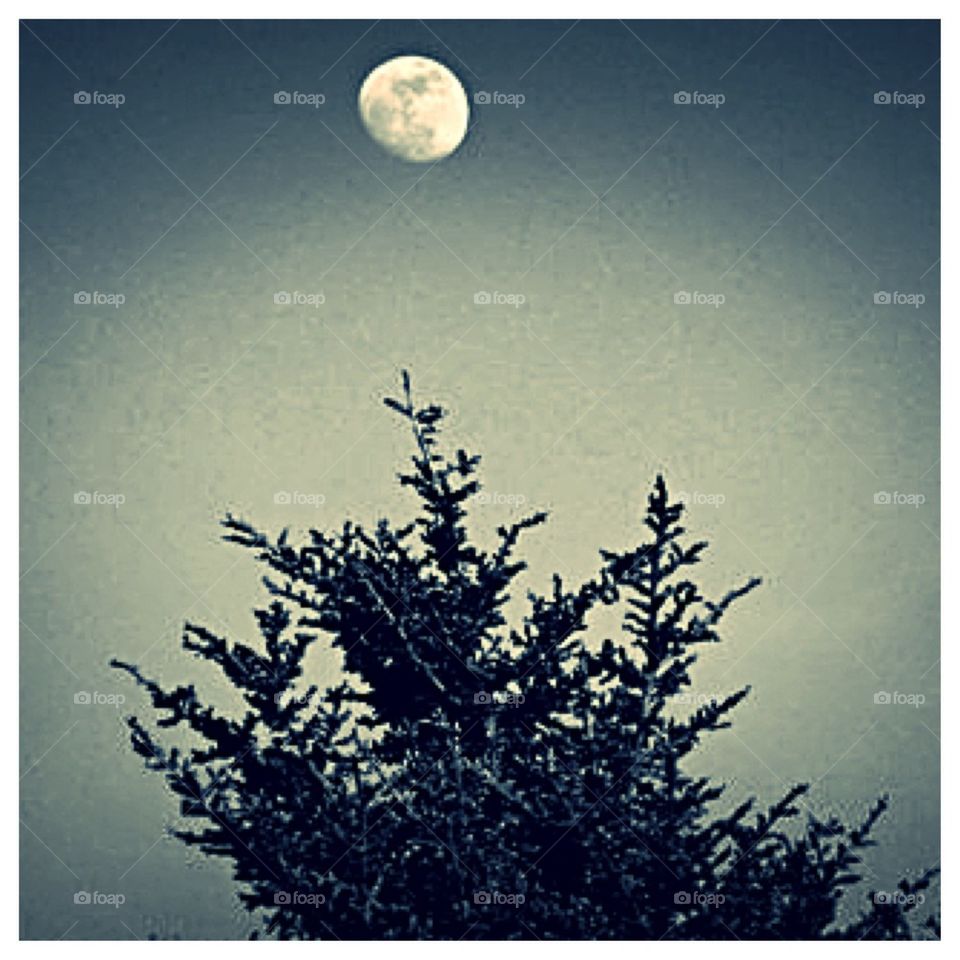 Moon Over Tree