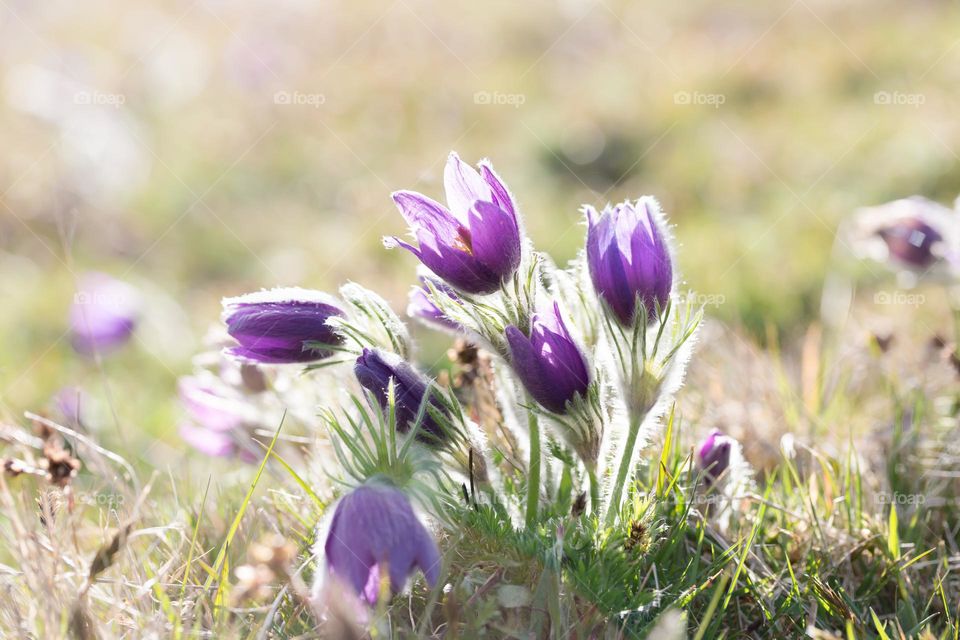 Closeup of beautiful purple blooming common pasque flowers growing in the grass of a field on a sunny day, wildflowers 
