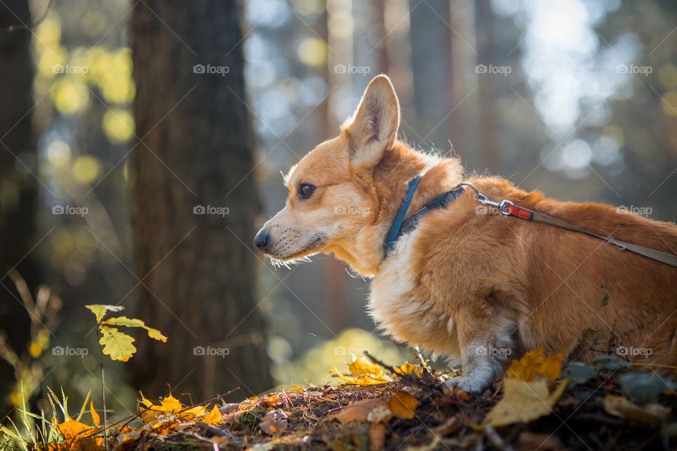 Welsh corgi pembroke in autumn park.