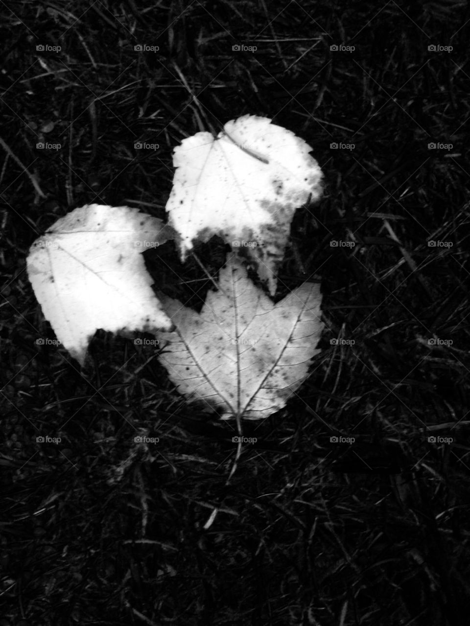 Heart in Leaves