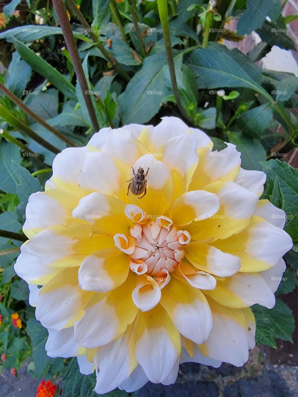 Yellow and White Fluffy Flower with a Beetle on the Petals