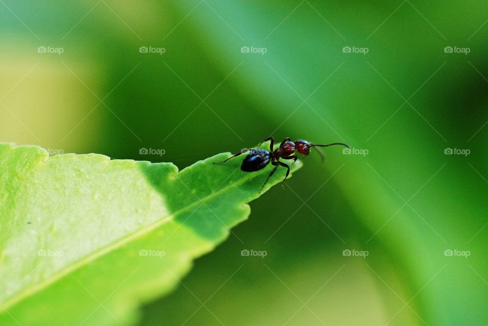 Ant on green leaf