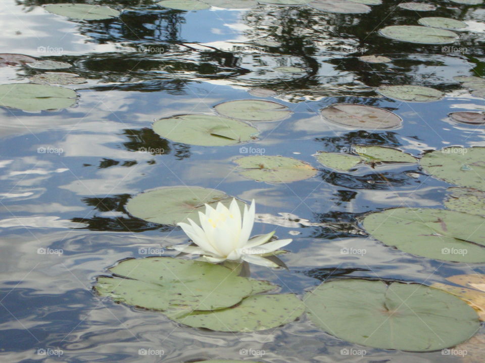 water lily in bloom on the lake